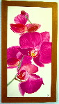Orchidée