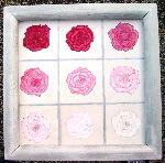 déclinaison de roses